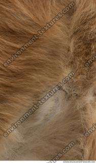 Photo Textures of Animal Skin